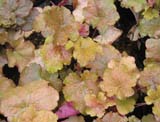 Heuchera Creme brulee